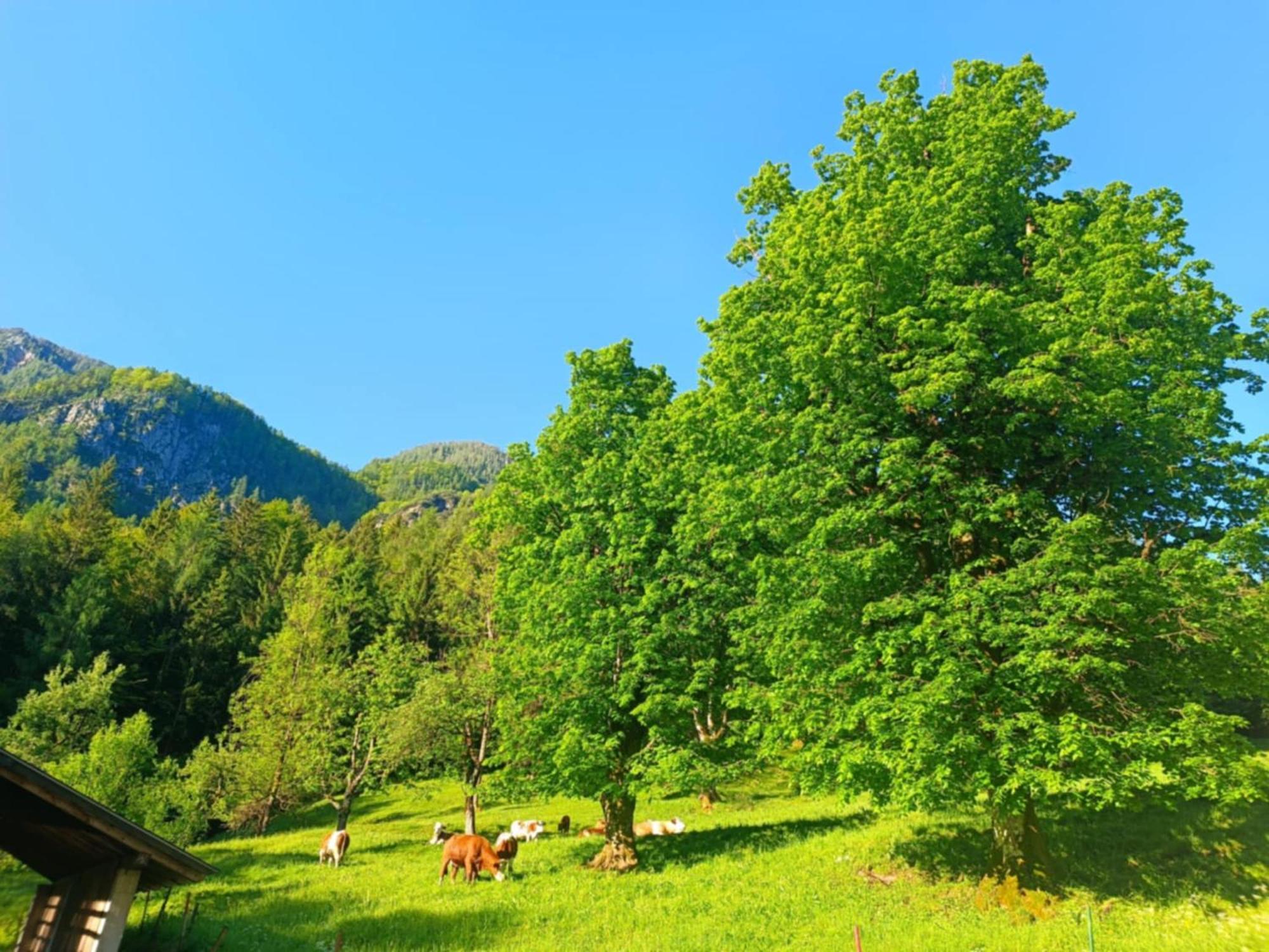 Sigma House Hostel Mojstrana Luaran gambar